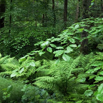 Beech and ferns, W.carter