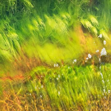 Green current, W.carter