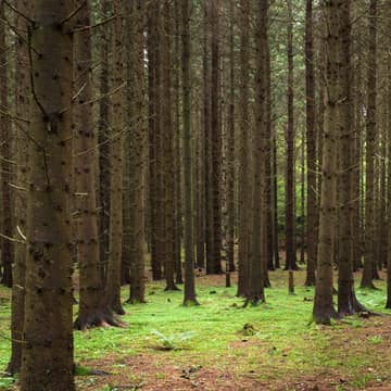 Spruce forest, W.carter