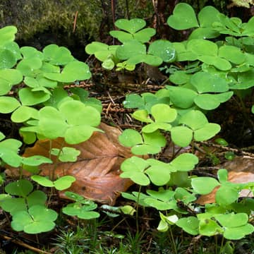 Wood sorrel after rain, W.carter