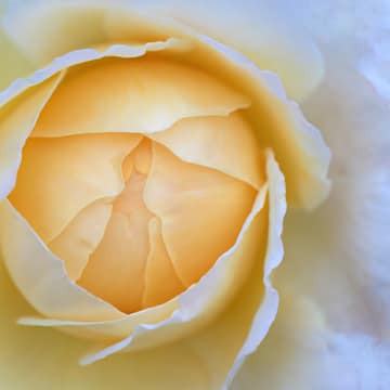 Yellow rose, Wilfredor